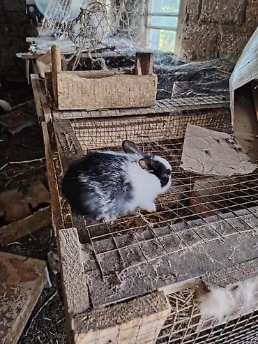 ev quş: Ağ albinos dovşan balası - Tam qar ağ tüklər, qırmızı gözlər, dik — 6