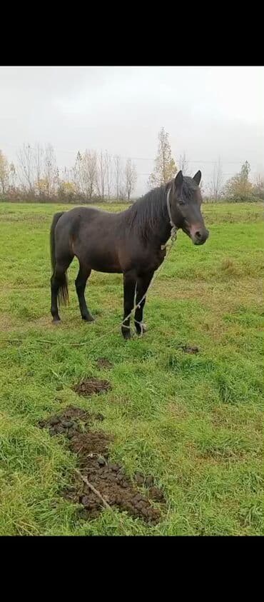 tutu kuşu: Qara rəngdə at – güclü bədən quruluşu, qalın yel və quyruq. Açıq otlaq — 2