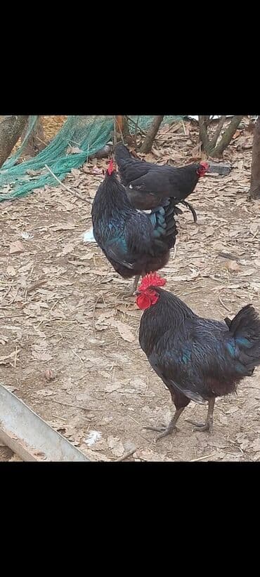 пудель карликовый цена: Курица, Australop, Для разведения, Самовывоз — 3