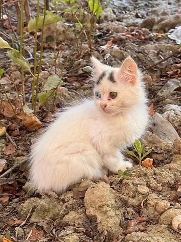 pişik satılır: Çox gözəl və sağlam pişik balası satılır. Fərqli göz rəngi (bir gözü — 3