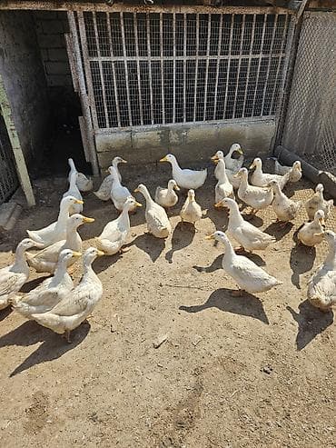 qaqa ördəyi: Dişi, | Kuban, Yumurtalıq — 1