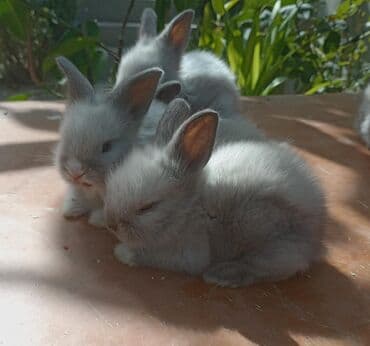 dovşan qefesi: Dovşanlar — 4