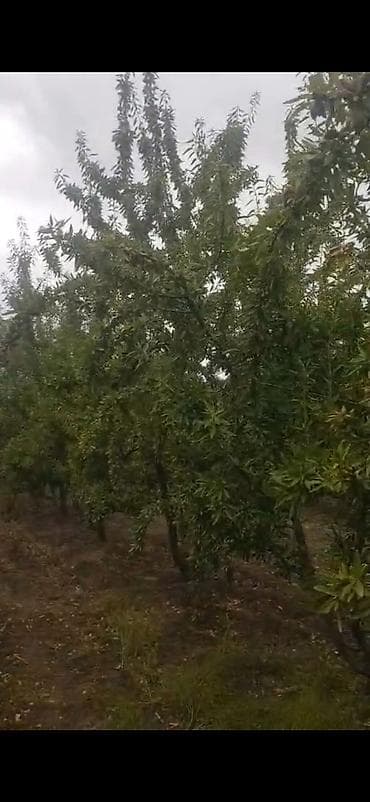 quru çay: Məhsul: Badam bağından təzə yığılmış badam (qabıqlı) Təsvir: - — 10