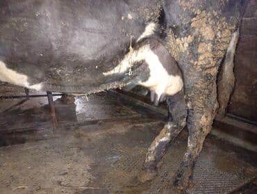 tap az sudluk inəklər: Salam gördüyünüz ineyler satılır boğaz balı super heyvanlardi — 10