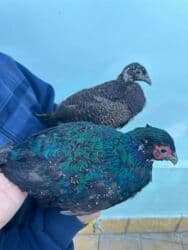 Rumun Qırqovulu Cütü 60 azn