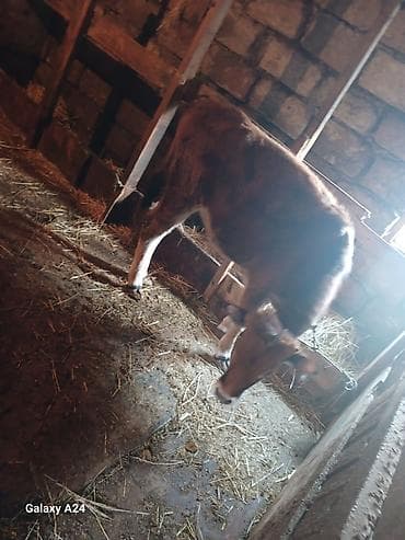 itlerin satisi bakida: Dana, buzov, Erkək, ay: 5, Damazlıq — 3