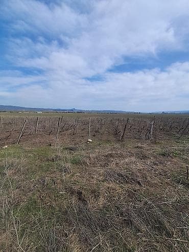 1 hektar nece sotdur: Kənd təsərrüfatı — 3