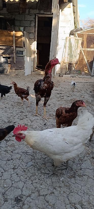 Xoruz, Heyratı, il: 1, Ünvandan götürmə, Ödənişli çatdırılma, Rayonlara çatdırılma — 9