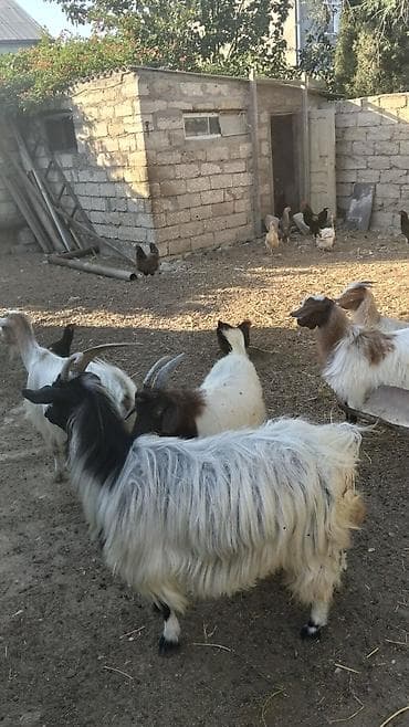 seana kecileri: 2 ana keci Cavan 2 erkek 1 disi bala 
yer olmadiqi ucun satilir — 3