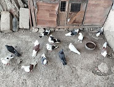 Quşlar: Quslar satilir cemi 14denedir tek tek satilmir kom satilir saglam — 2