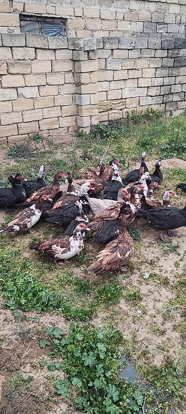 ördək bala: Krasnadar ordeyi ilə zumrudu ordeyler. 20denedi hamsı bir yerdə — 4