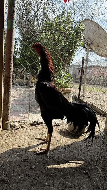 Gəmiricilər: Uzunboyun, incə gövdəli, güclü ayaqlı xoruz. Qara tüklər üzərində — 2