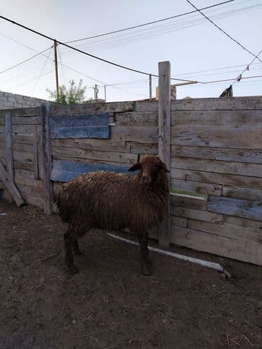 Inəklər, öküzlər: Quzular satilir — 7