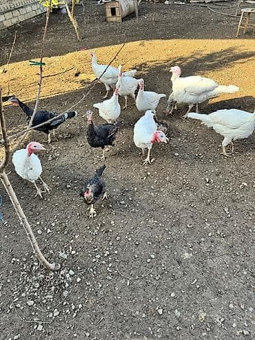 heyvan bazari keci: Erkək, Damazlıq, Ünvandan götürmə — 3