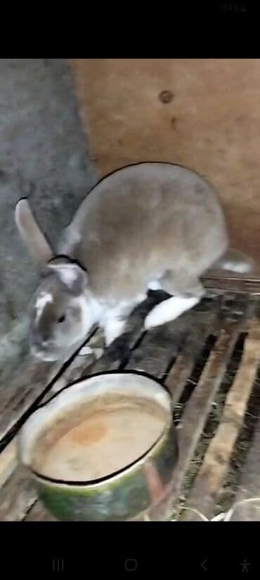 Inəklər, öküzlər: Nzk . kaliforniya. nimes piosder. rekis xəz-dəri cinc — 5