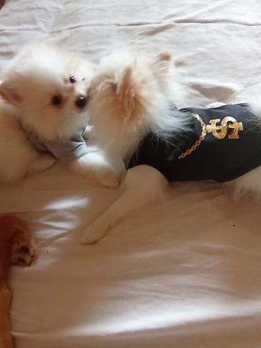 pomeranian spits: Şpitz, 2 ay, Erkek, Sənədli, Ünvandan götürmə — 5