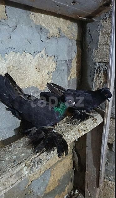 Qara rəngli, saqqallı və ayaqları lələkli məmulatlı göyərçinlər (cüt)