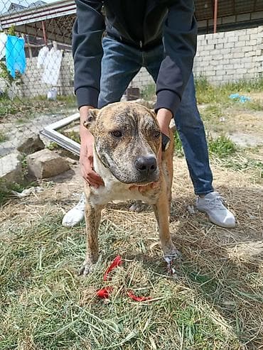 erkek it adlari azeri: Pitbul, 9 ay, Erkek, Peyvəndli, Ünvandan götürmə — 1