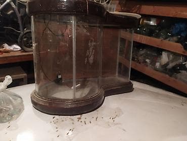 əl meymunu: Akvaryum qizqalasi təsviri kimidir çox gözəldir el işidir aşağı yeri — 3