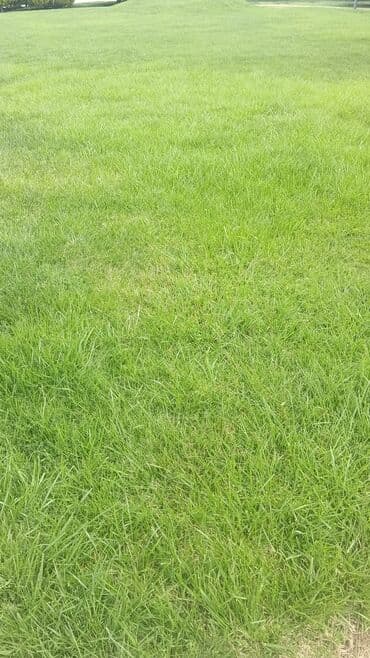 perlit qiyməti: Torf ekolayf perlitli 250 litrlik torf perlitli organik gubre torf — 29