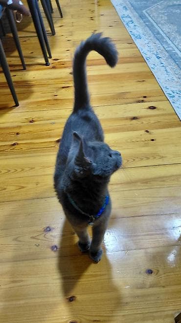 mingəcevir pişik: Erkək — 5