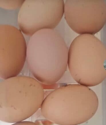 Təbii toyuq yumurtaları - Rəng: açıq-qəhvəyi/bej tonları - Forma və