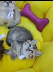 pişik latok: Qızıl şinşilla, Erkək, Dişi — 3