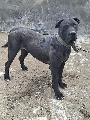 pekines satilir: Kane-Korso, 10 ay — 6