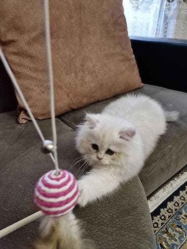 britanski pişik: Şotland yastı qulaq, Dişi, Erkək, Yaxşı əllərə, Ünvandan götürmə, Rayonlara çatdırılma, Pulsuz çatdırılma — 5