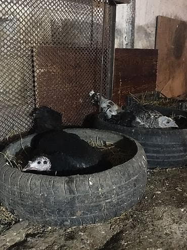 qaz heyvan: Məhsul: Hinduşka və qaz sürüsü Təsvir: - Şəkillərdə təsərrüfat — 5