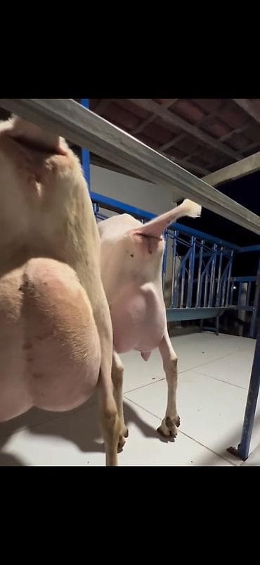 mal inək: Süd istehsalı üçün yüksək məhsuldar keçilər – damazlıq sürü 6 eded — 9