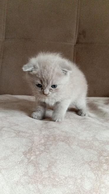 siyan pişik: Şotland yastı qulaq — 2