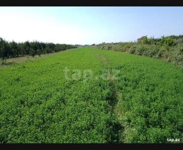 qubada aylıq kirayə evlər: 100 sot, Mülkiyyətçi, Müqavilə — 1