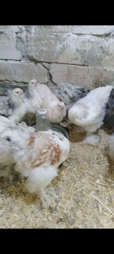 Toyuq cücələri, Damazlıq