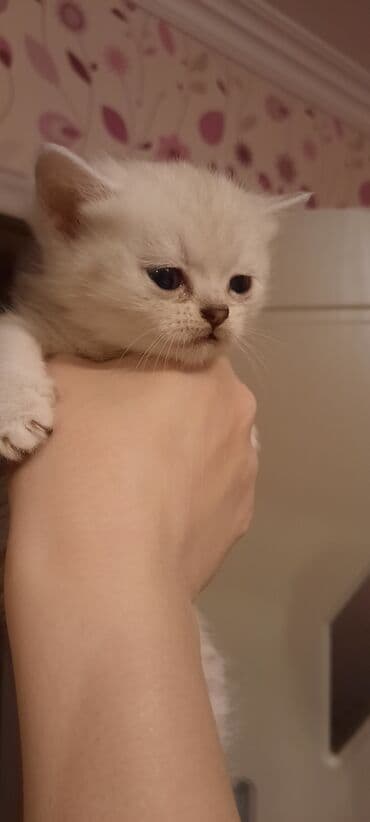 şotlan pisiyi: Britan — 4