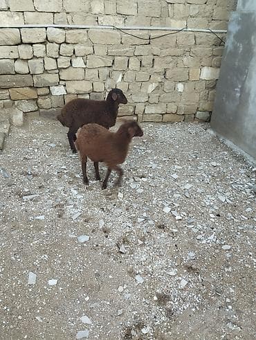 ev iti ucuz: Bir erkek bir dişi Qala quzusu cütü 550 manata tək satilmir .qiymət — 7