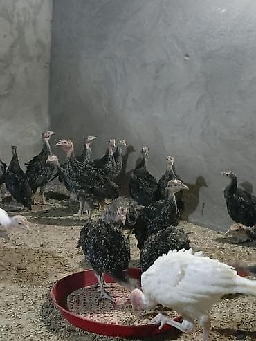cücə yemi: Hinduşka cücələri, Damazlıq — 2