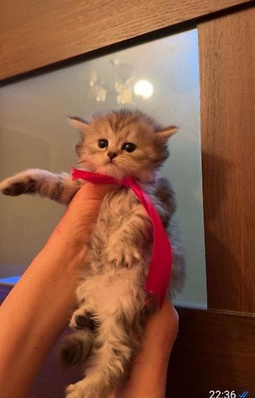 ağ pişik balası: Şotland — 3