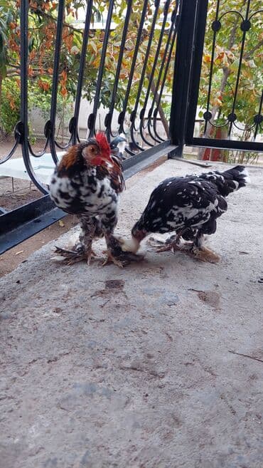 сколько стоит щенок чау чау: Rahibe toyuqlar Bir xoruz bir fere Sekide olur ikisi birlikde 50 — 2