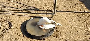 balaca cins itler: Dişi, Damazlıq, Ünvandan götürmə — 10