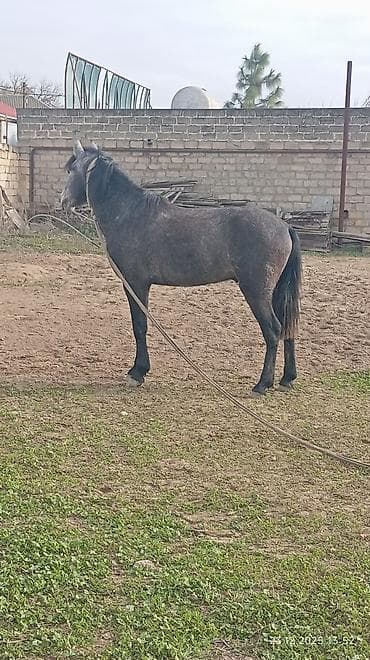 Salam hamıya 2 yaş 7 aylıq dayça 13 defe minilib 25 27 bele gedir pula