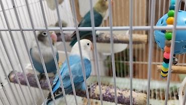 Quşlar: Məhsul: Ağızlı sevdaquşları (lovebird) – 3 ədəd Təsvir: - Rəng — 6