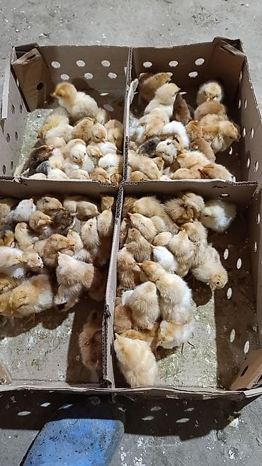 ag itler: Qəmbəri Xarkov temiz qan lider 55 sereblis. 2 sort quban 308 yerli — 4