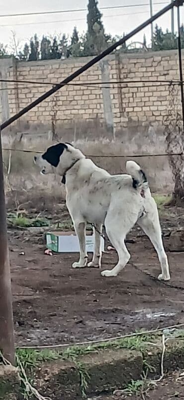 pitbull itləri: Alabay, 1 il, Dişi, Peyvəndli, Ödənişli çatdırılma — 5