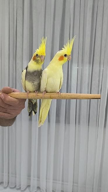 qizil qus: - Ev şəraitinə uyğun, sakit xasiyyətli və ünsiyyətcil növdür; fit və — 1