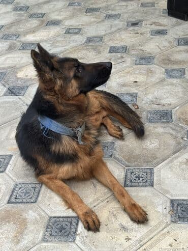 pomeranian dişi: Alman çoban iti, 1 il, Dişi — 7