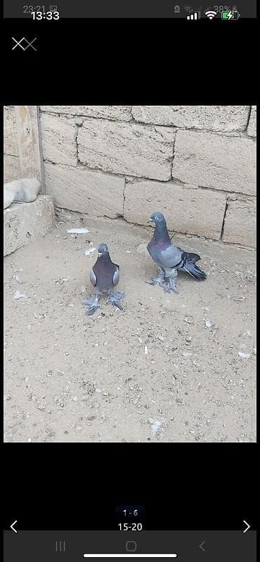 goyercinler: Kəməti göylərdi içində 3 4 dənə əbrəş var. 17-20 tukdulər. kom şəkildə — 2