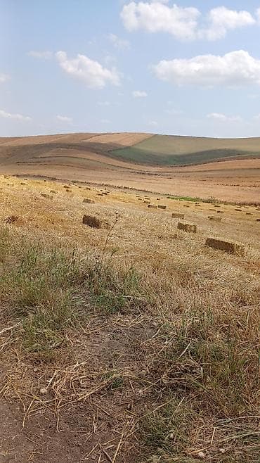 heyvan satisi: Saman balyaları – düzbucaqlı pres - Yeni biçindən toplanmış, quru və — 2