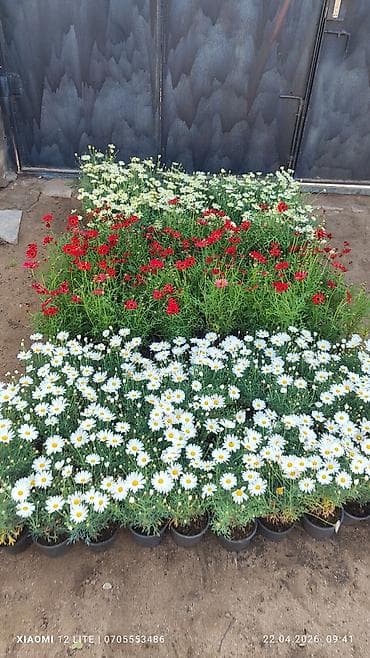 Asılan səbətlərdə Petuniya və digər mövsümi çiçək kompozisiyaları - — 6