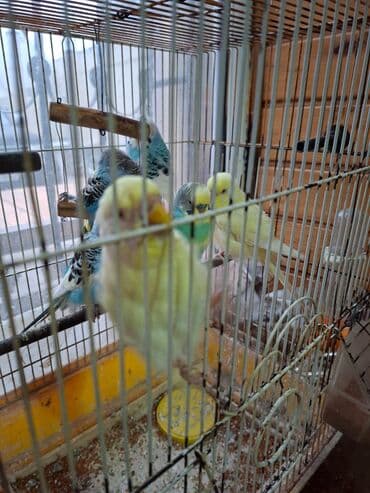 tuk tuk mmc: Salam umumi 10 qusdur 2 çütdür 6 si ise tek tek sekillerdede var cut — 6